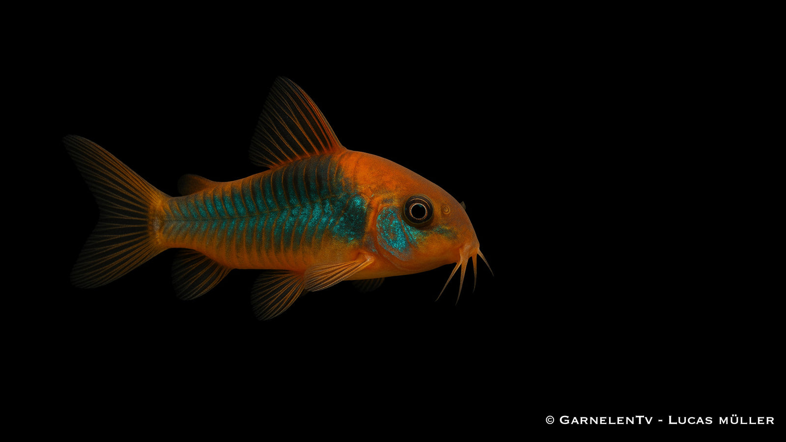 Orangener Venezuelapanzerwels - Corydoras venezuelanus orange im Aquarium