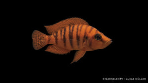 Oranger Perlhuhnbarsch - Altolamprologus calvus orange chaitika