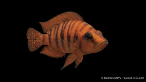 Oranger Perlhuhnbarsch - Altolamprologus calvus orange chaitika im Aquarium schwimmend