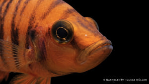 Oranger Perlhuhnbarsch - Altolamprologus calvus orange chaitika - Nahe Aufnahme im Aquarium für Buntbarsche
