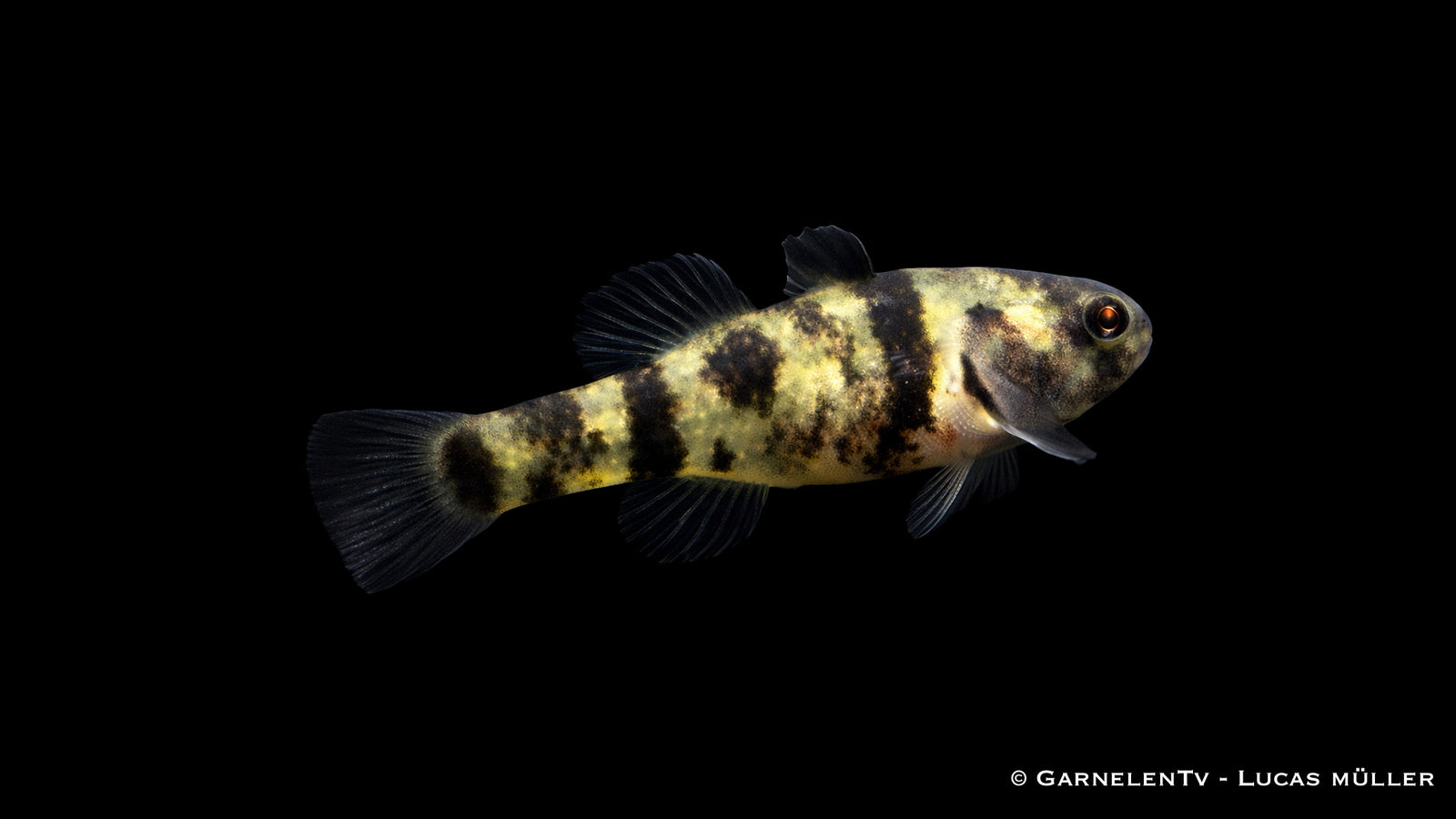 Ozelotgrundel - Brachygobius xantomelas