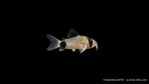 Panda Panzerwels - Hoplisoma (Corydoras) panda - (DNZ)