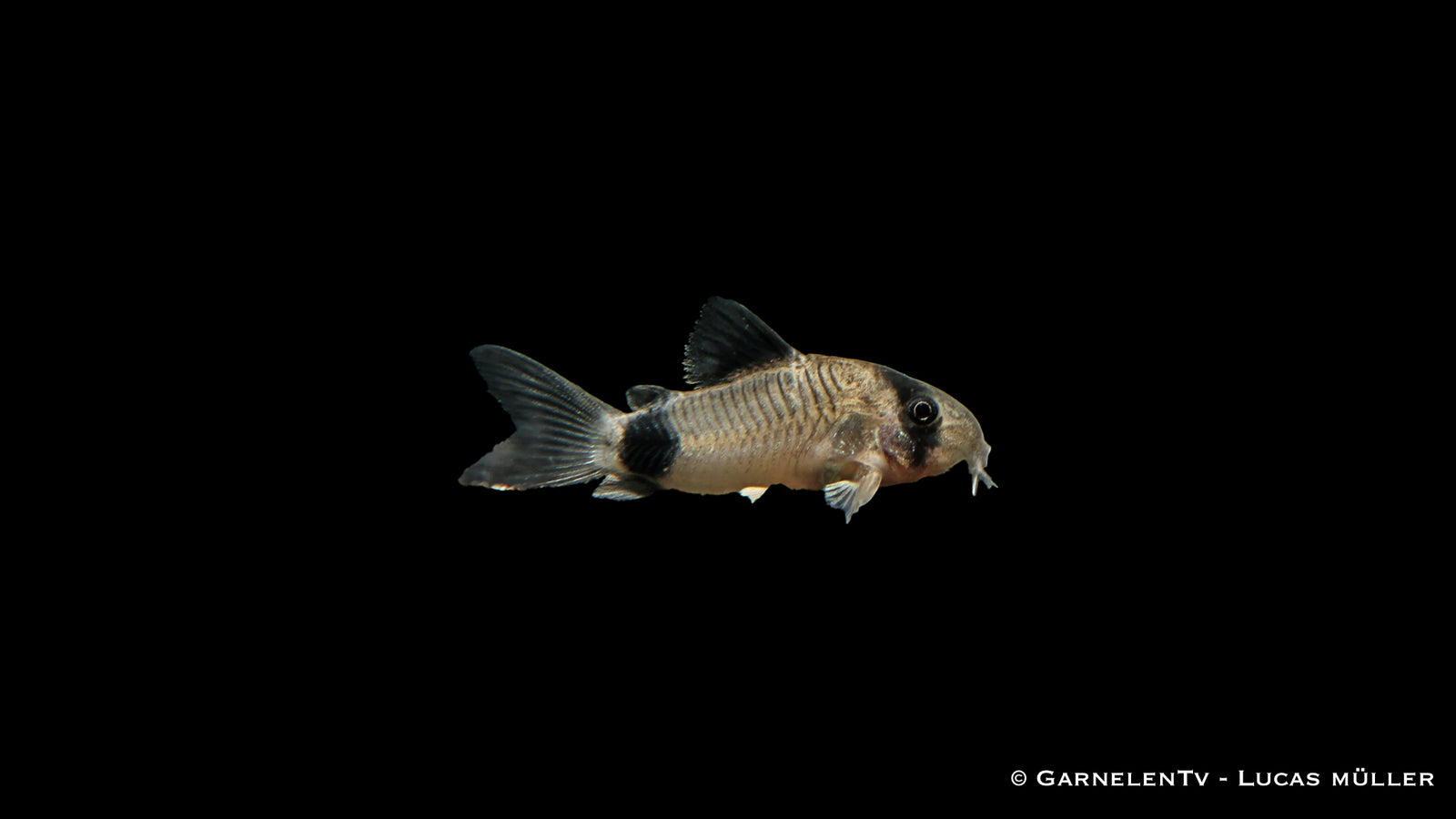 Panda Panzerwels – Corydoras panda mit schwarz-weißer Musterung