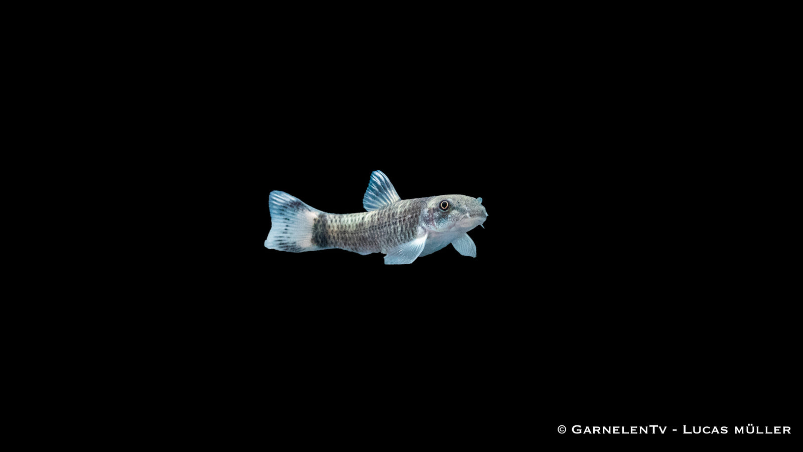 Pandasaugbarbe Garra flavatra