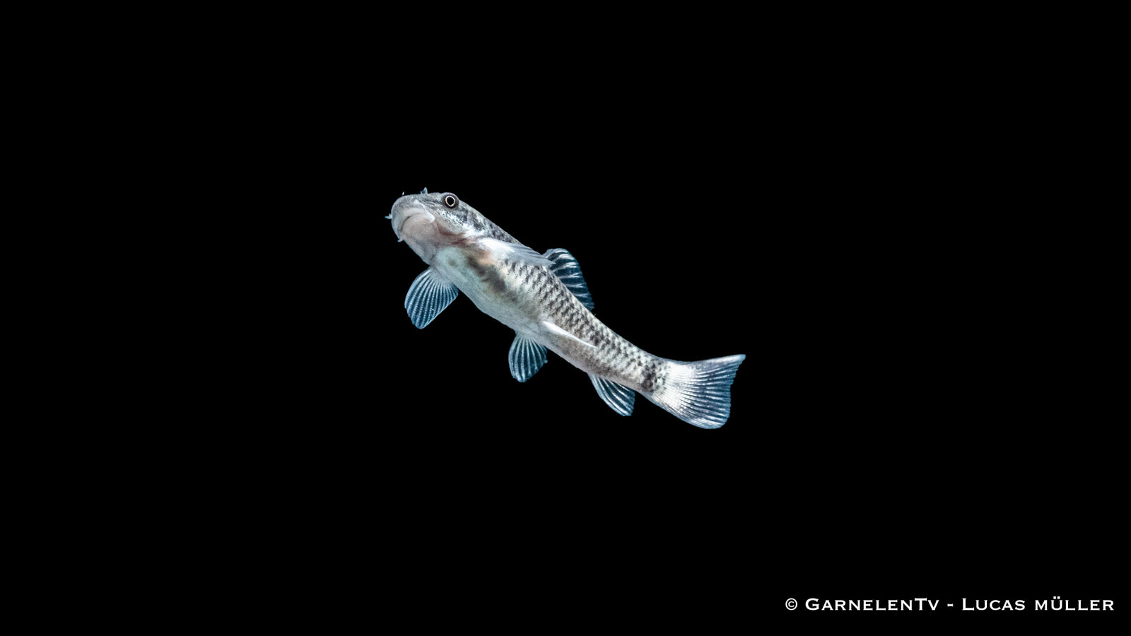 Pandasaugbarbe Garra flavatra