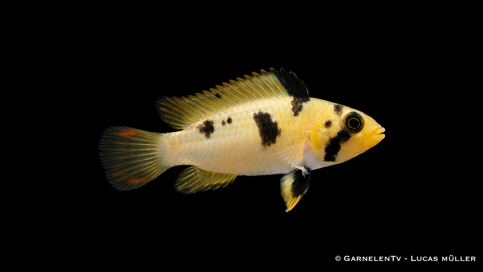 Panduros Zwergbuntbarsch - Apistogramma panduro