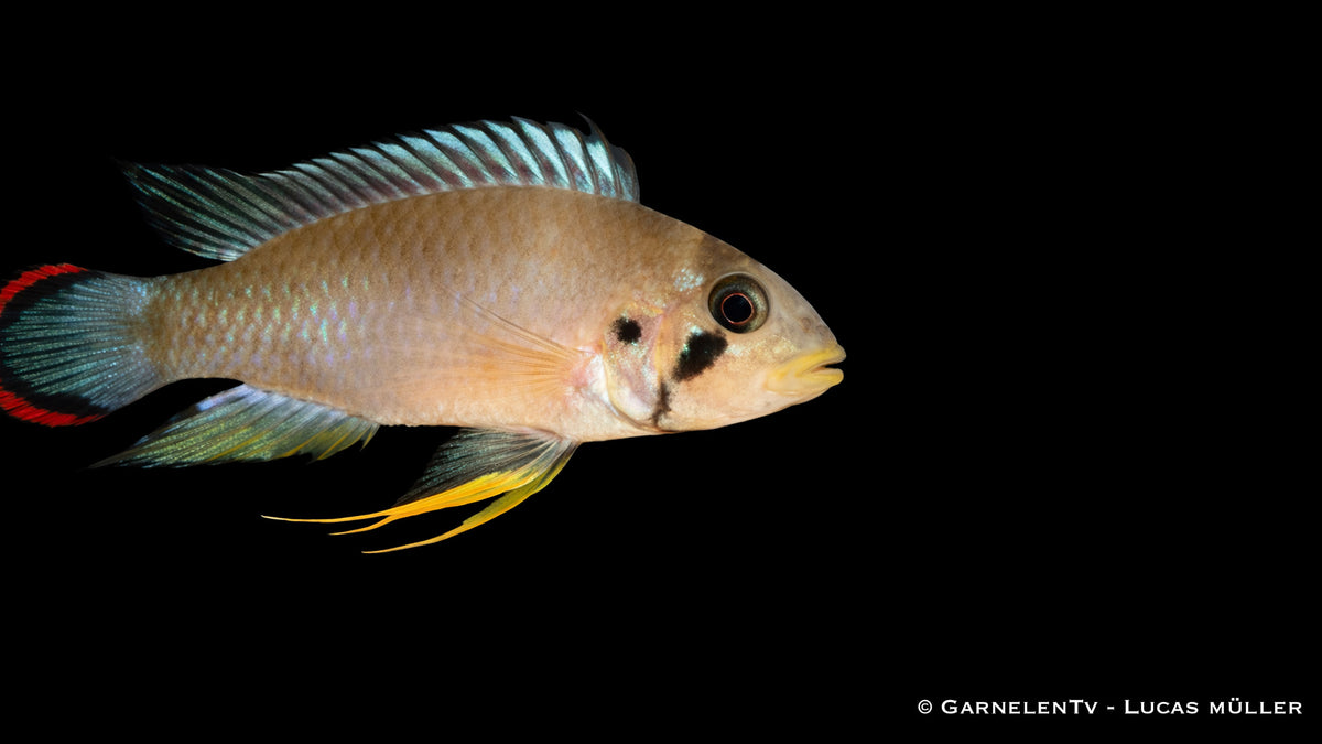Panduros Zwergbuntbarsch - Apistogramma panduro