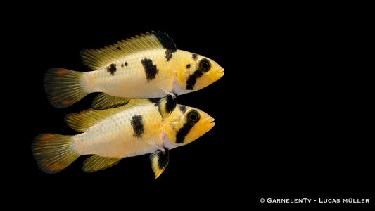 Panduros Zwergbuntbarsch - Apistogramma panduro