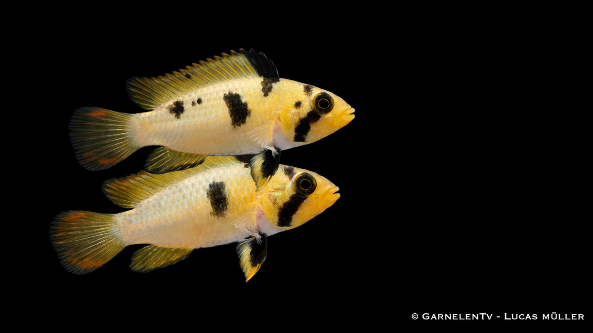 Panduros Zwergbuntbarsch - Apistogramma panduro