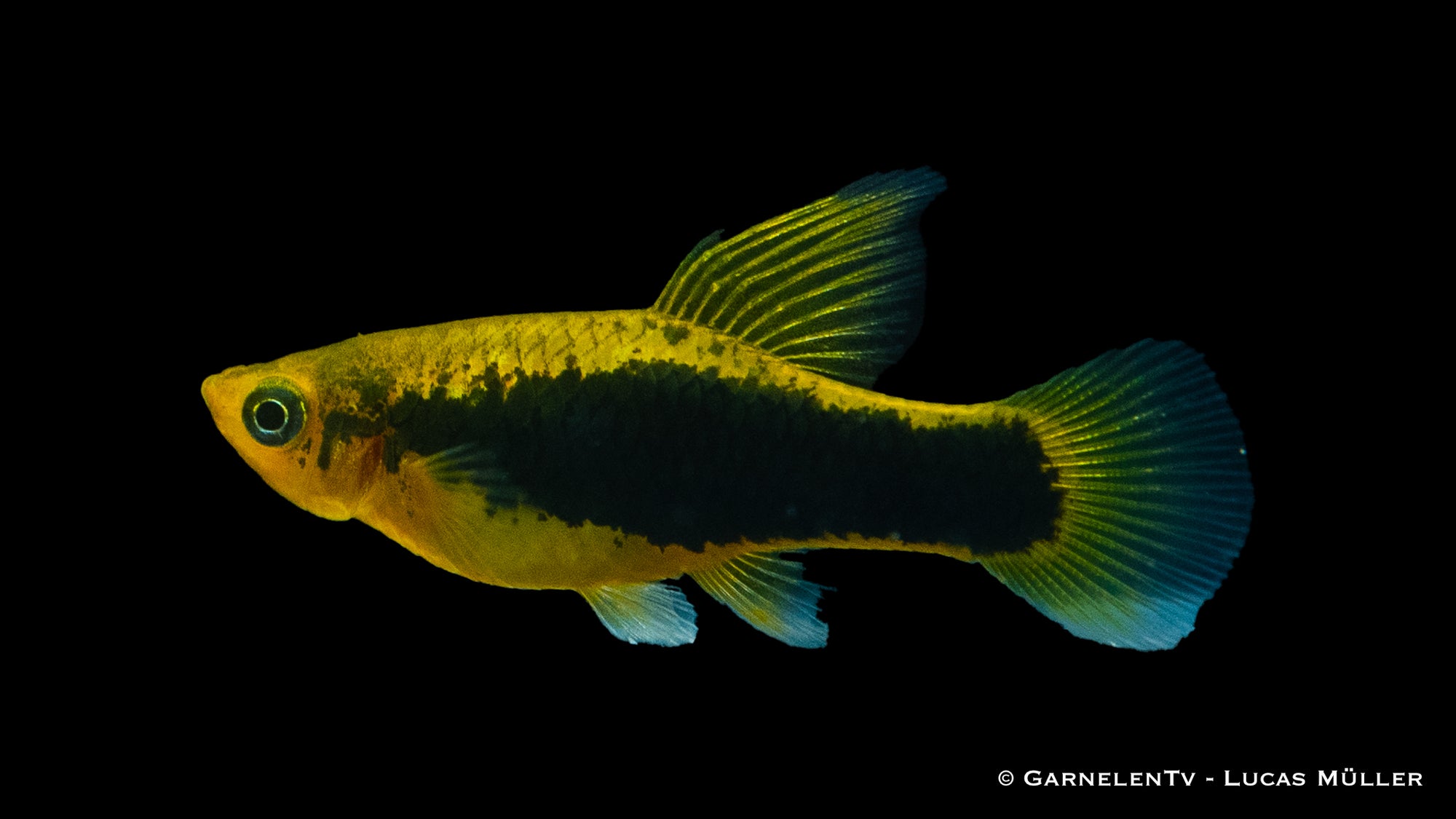 Papageienplaty Hawaii Hochflosse Xiphophorus variatus

