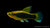 Papageienplaty Hawaii Hochflosse Xiphophorus variatus
