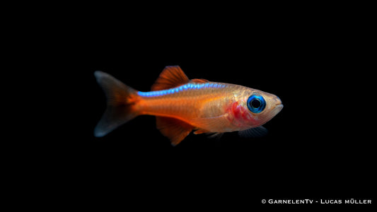 Paskas Blauauge - Pseudomugil luminatus (paskai)