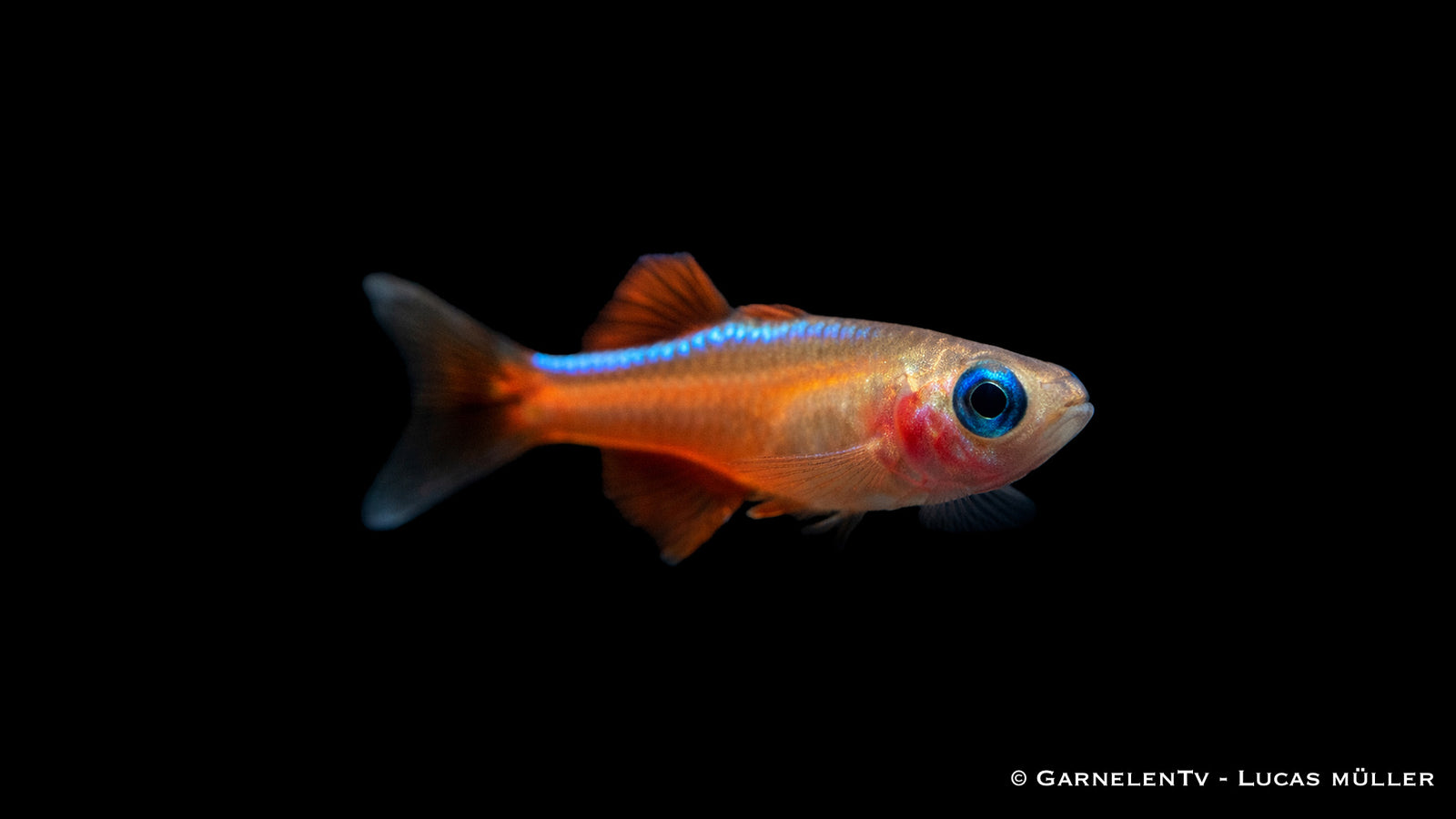 Paskas Blauauge - Pseudomugil luminatus (paskai)