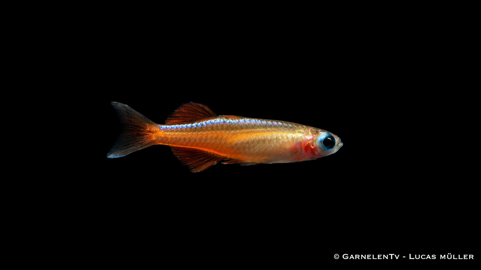 Paskas Blauauge - Pseudomugil luminatus (paskai)