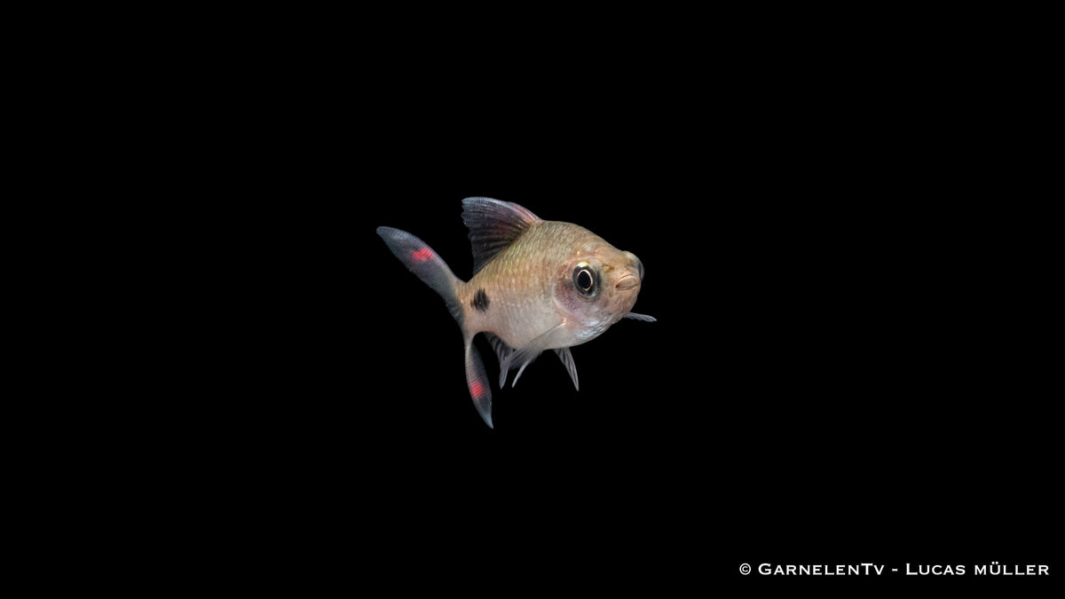 Peaceful Mehacola Barbe fish in group in freshwater tank