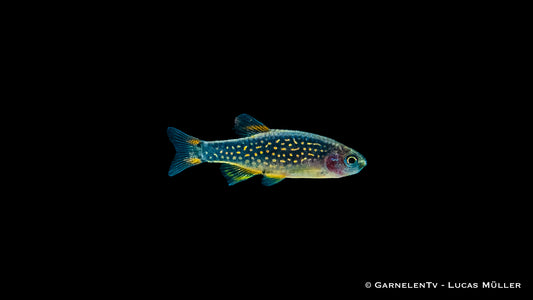 Perlhuhnbärbling schwimmend in einem Nano-Aquarium