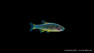 Perlhuhnbärbling schwimmend in einem Nano-Aquarium