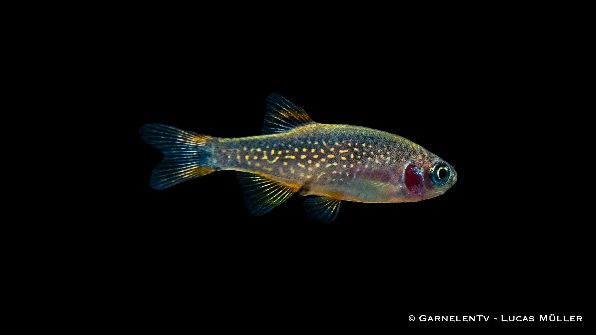 Perlhuhnbärbling - Danio (Celestichthys) margaritatus (DNZ)