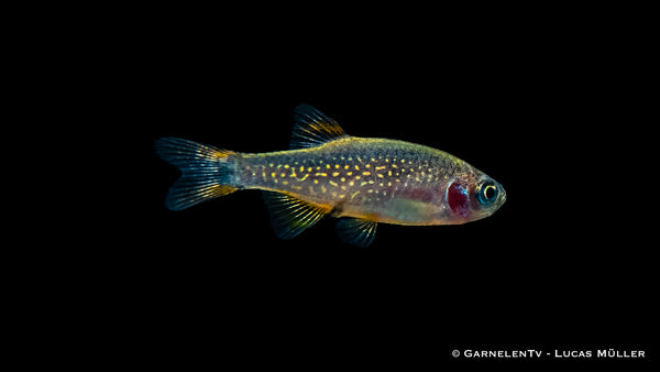 Perlhuhnbärbling - Danio (Celestichthys) margaritatus (DNZ)