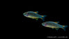 Perlhuhnbärbling - Danio (Celestichthys) margaritatus (DNZ)