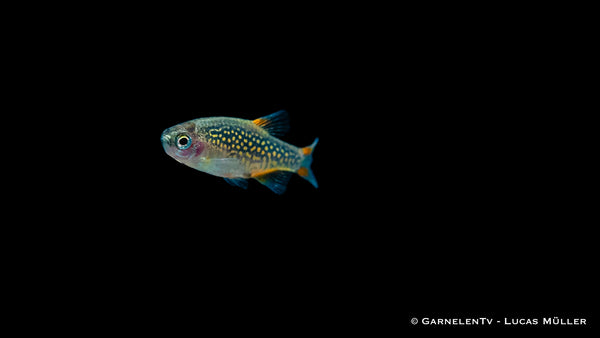 Perlhuhnbärbling - Danio (Celestichthys) margaritatus (DNZ)