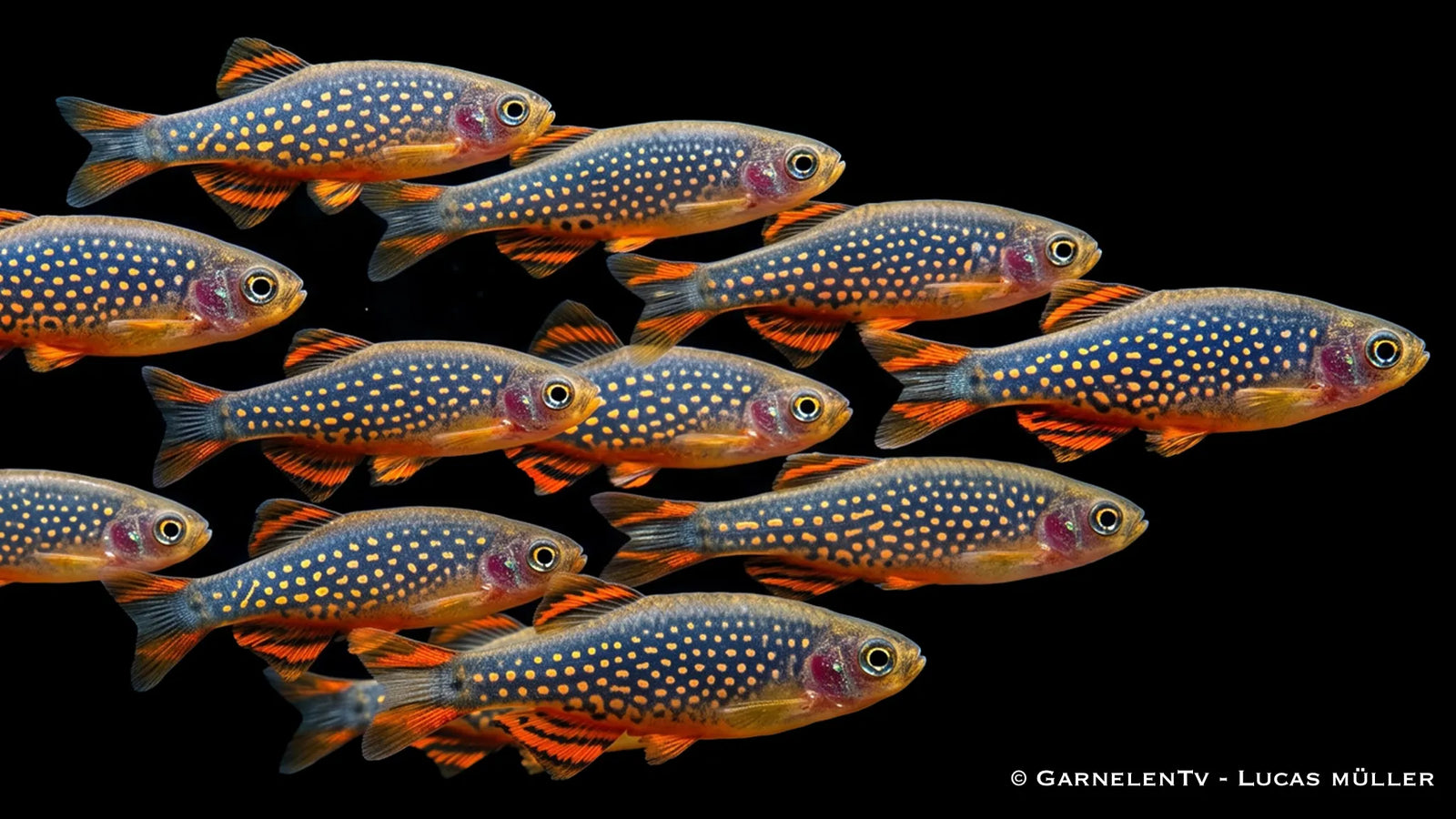 15x Perlhuhnbärbling - Danio (Celestichthys) margaritatus im schwarm