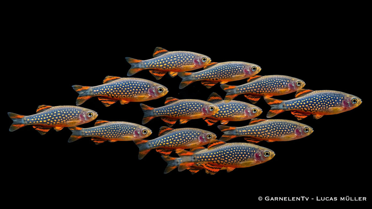 15x Perlhuhnbärbling - Danio (Celestichthys) margaritatus im schwarm