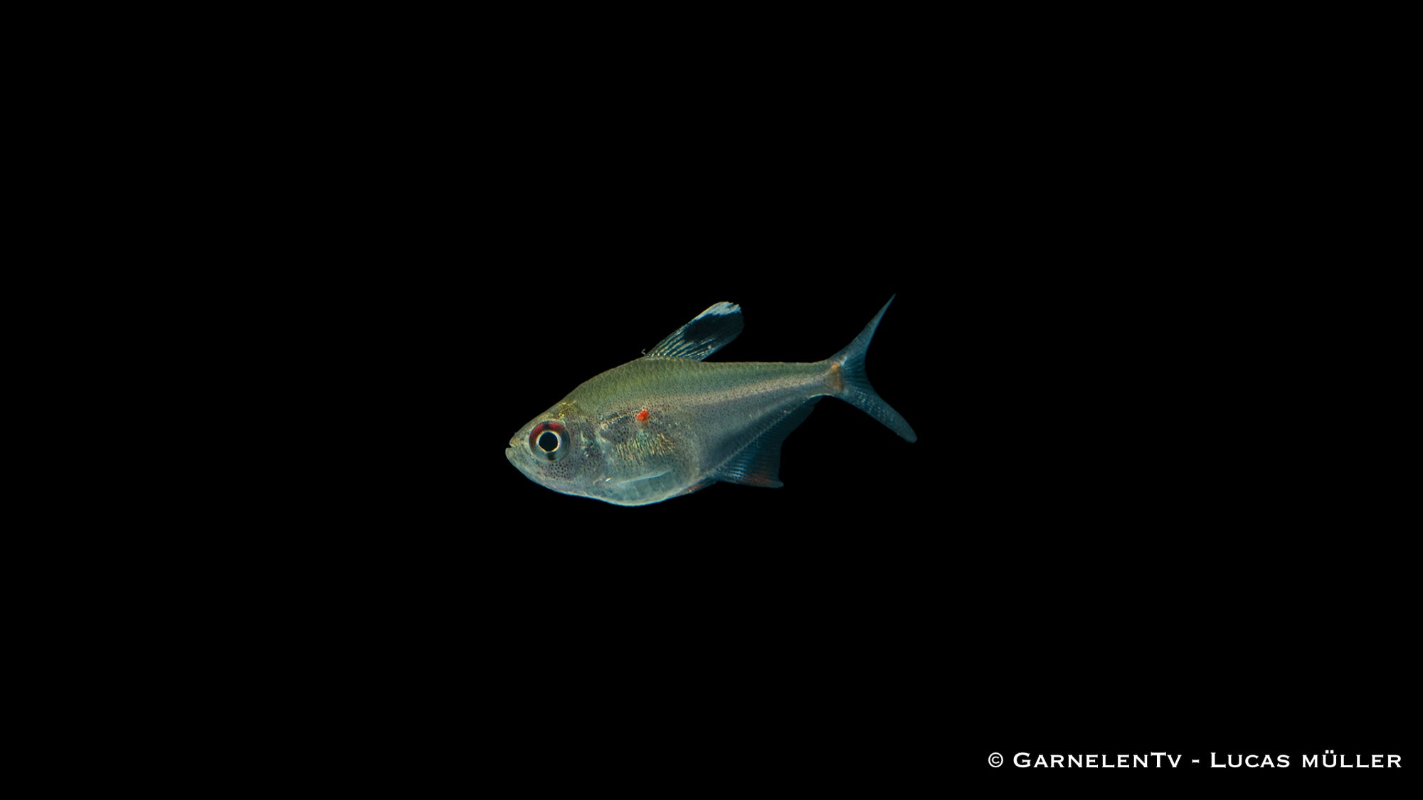 Peru Kirschflecksalmler im Aquarium
