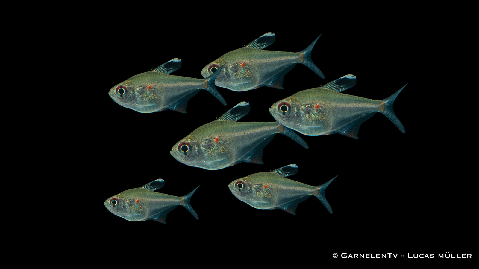 Peru Kirschflecksalmler im Aquarium