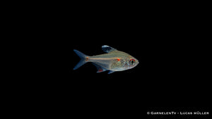 Peru Kirschflecksalmler - Hyphessobrycon erythrostigma