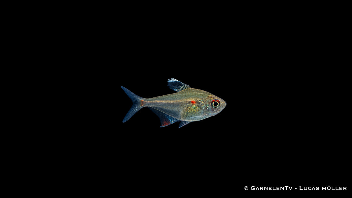 Peru Kirschflecksalmler - Hyphessobrycon erythrostigma