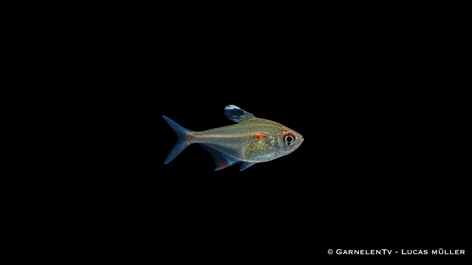 Peru Kirschflecksalmler - Hyphessobrycon erythrostigma