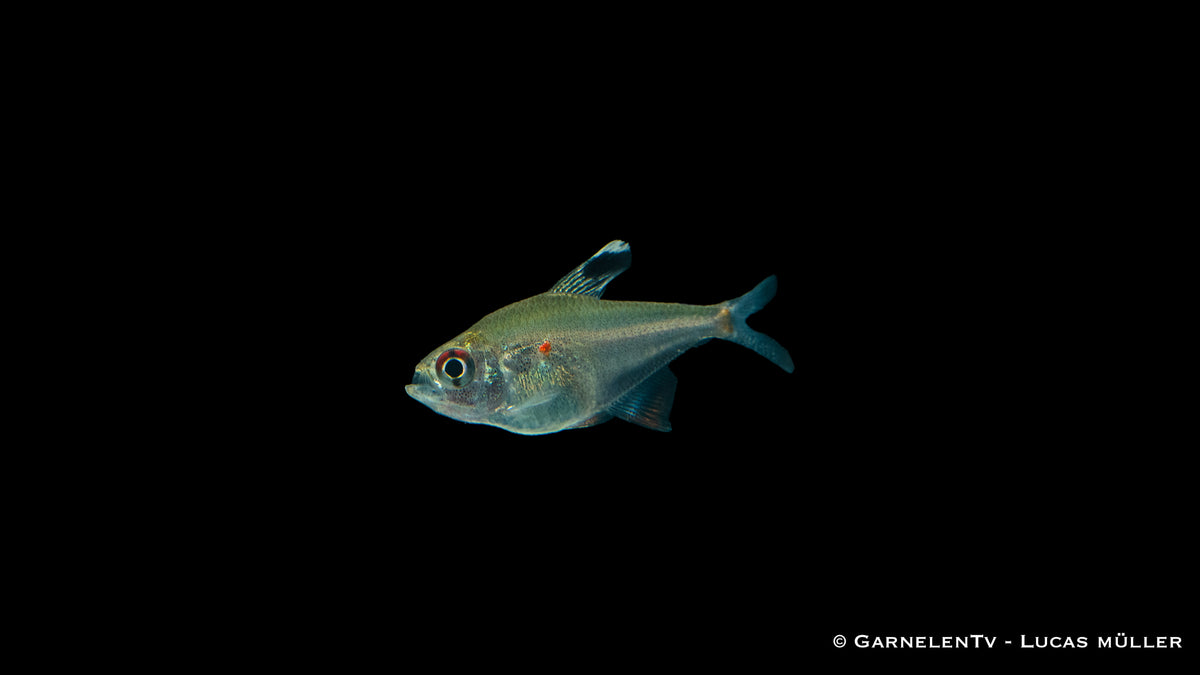 Hyphessobrycon erythrostigma schwimmend im Aquarienbecken