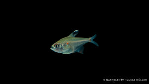 Hyphessobrycon erythrostigma schwimmend im Aquarienbecken