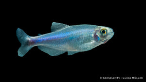 Perusalmler mit blauen Schimmer in einem Aquarienbecken