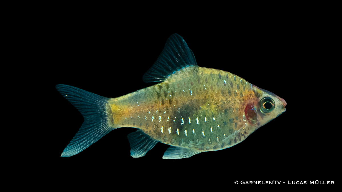 Pethia nigrofasciata in einem bepflanzten Aquarium