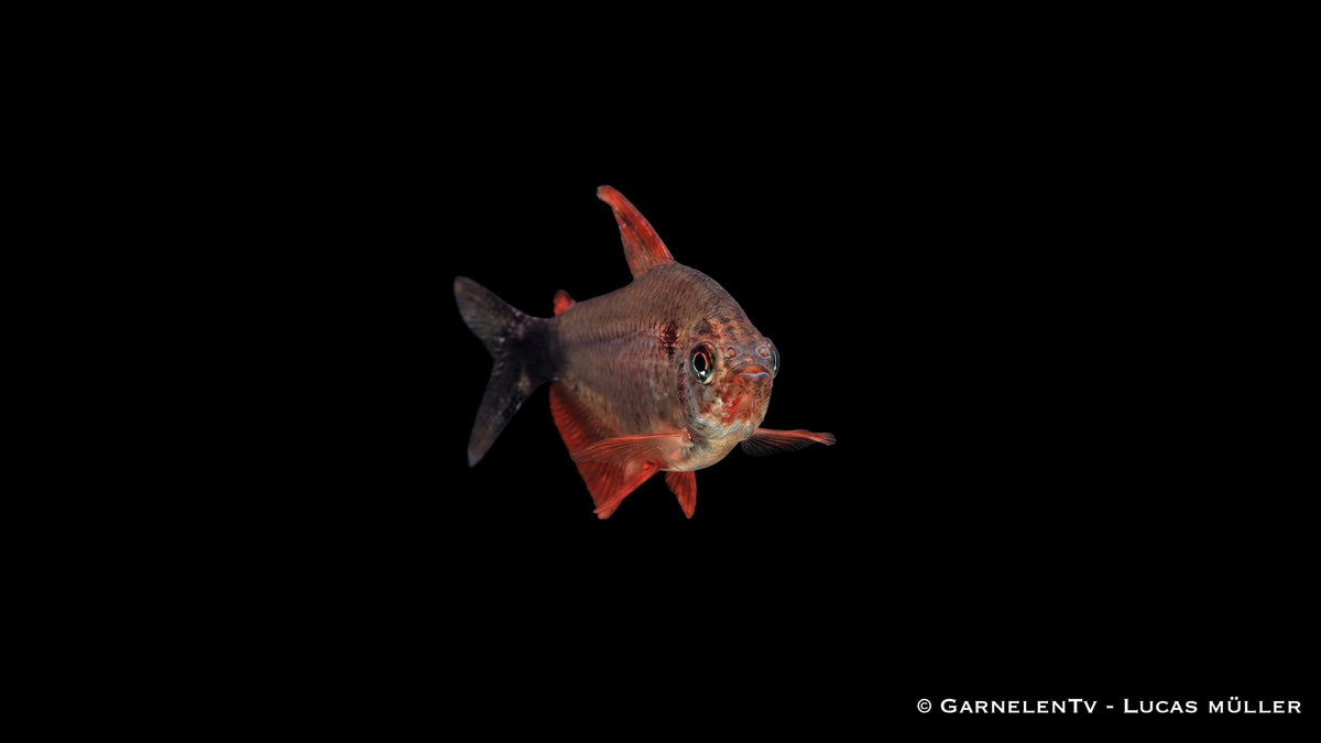 Peugeotsalmler - Hyphessobrycon peugeotorum schwimmend im Aquarium durch Pflanzen.