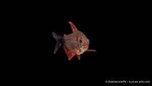 Peugeotsalmler - Hyphessobrycon peugeotorum schwimmend im Aquarium durch Pflanzen.