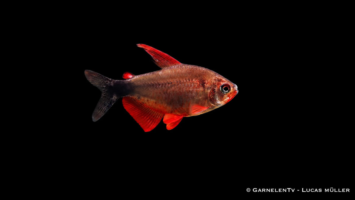 Peugeotsalmler - Hyphessobrycon peugeotorum im Aquarium mit anderen Salmlern.