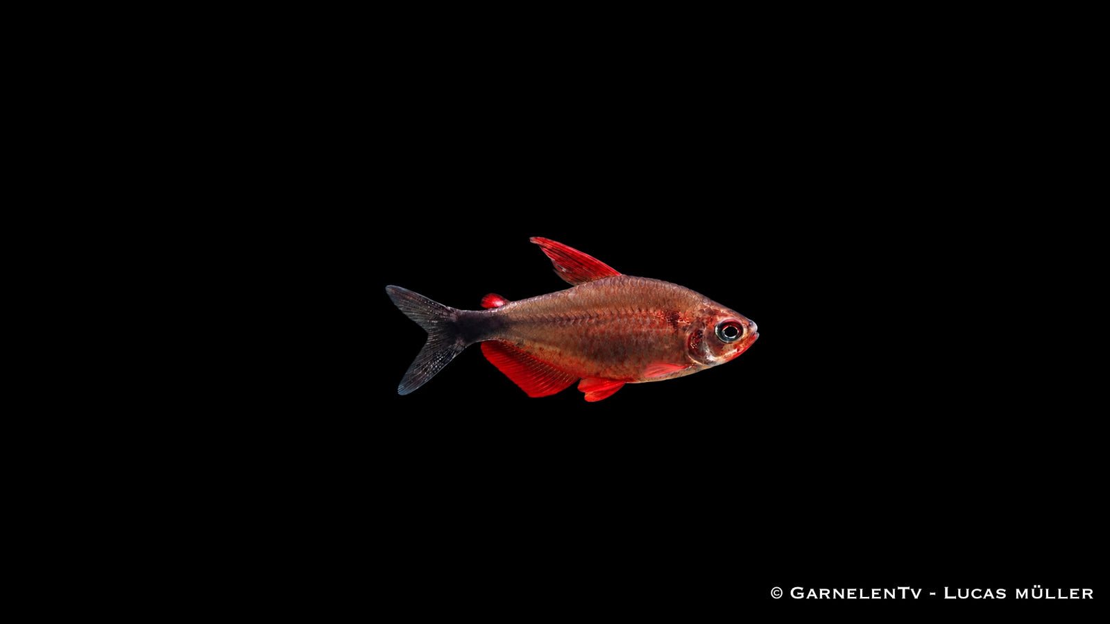 Peugeotsalmler - Hyphessobrycon peugeotorum