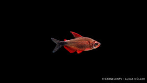 Peugeotsalmler - Hyphessobrycon peugeotorum