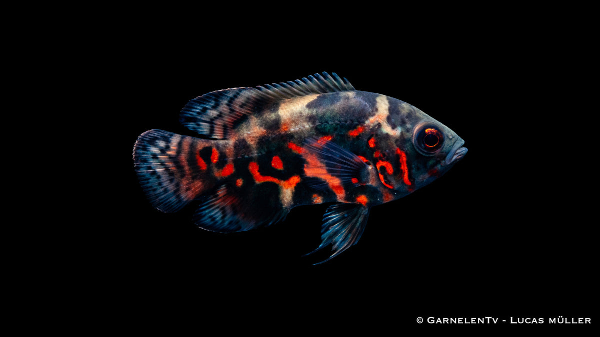Pfauenaugenbuntbarsch Rot Tiger Astronotus ocellatus mit roter Zeichnung und kräftigem Körper