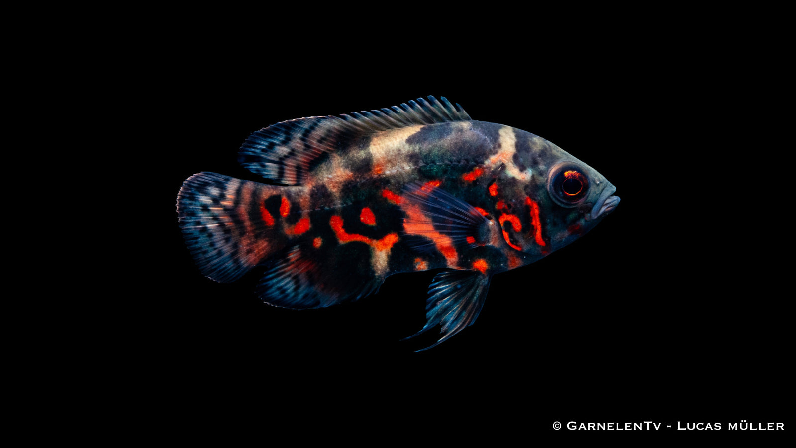 Pfauenaugenbuntbarsch Rot Tiger Astronotus ocellatus mit roter Zeichnung und kräftigem Körper