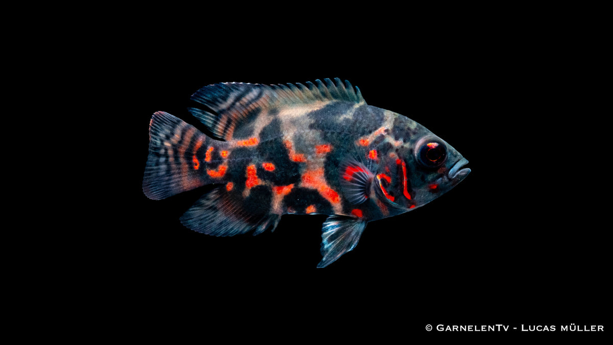Rot Tiger Oscar mit intensiver Musterung im großen Aquarium