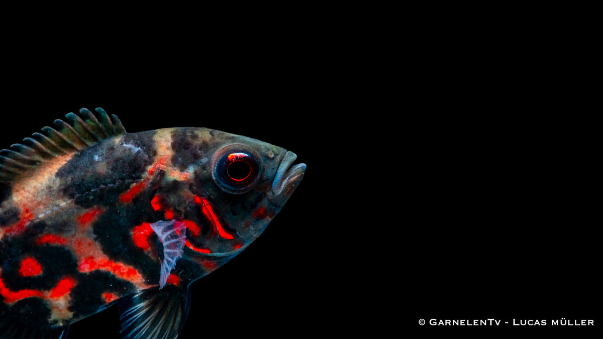 Astronotus ocellatus Rot Tiger in Seitenansicht mit typischem Augenfleck