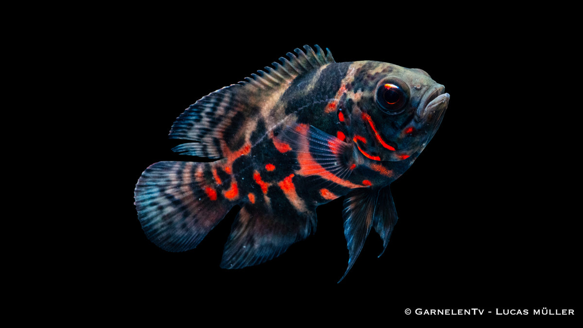 Pfauenaugenbuntbarsch Rot Tiger Astronotus ocellatus mit roter Zeichnung und kräftigem Körper im Aquarium