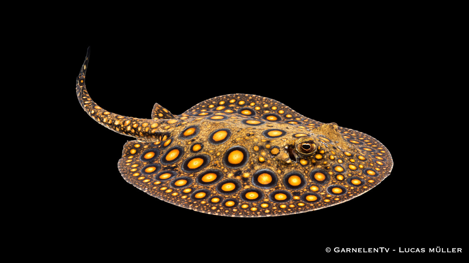 Pfauenaugenrochen - Potamotrygon motoro