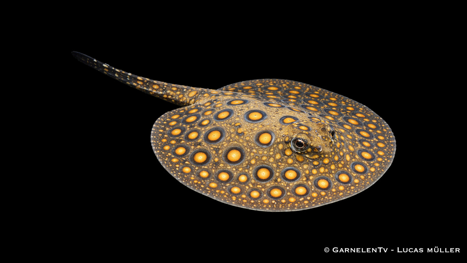 Pfauenaugenrochen - Potamotrygon motoro