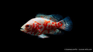 Pfauenaugenbuntbarsch albino Tiger - Astronotus ocellatus (4 cm)