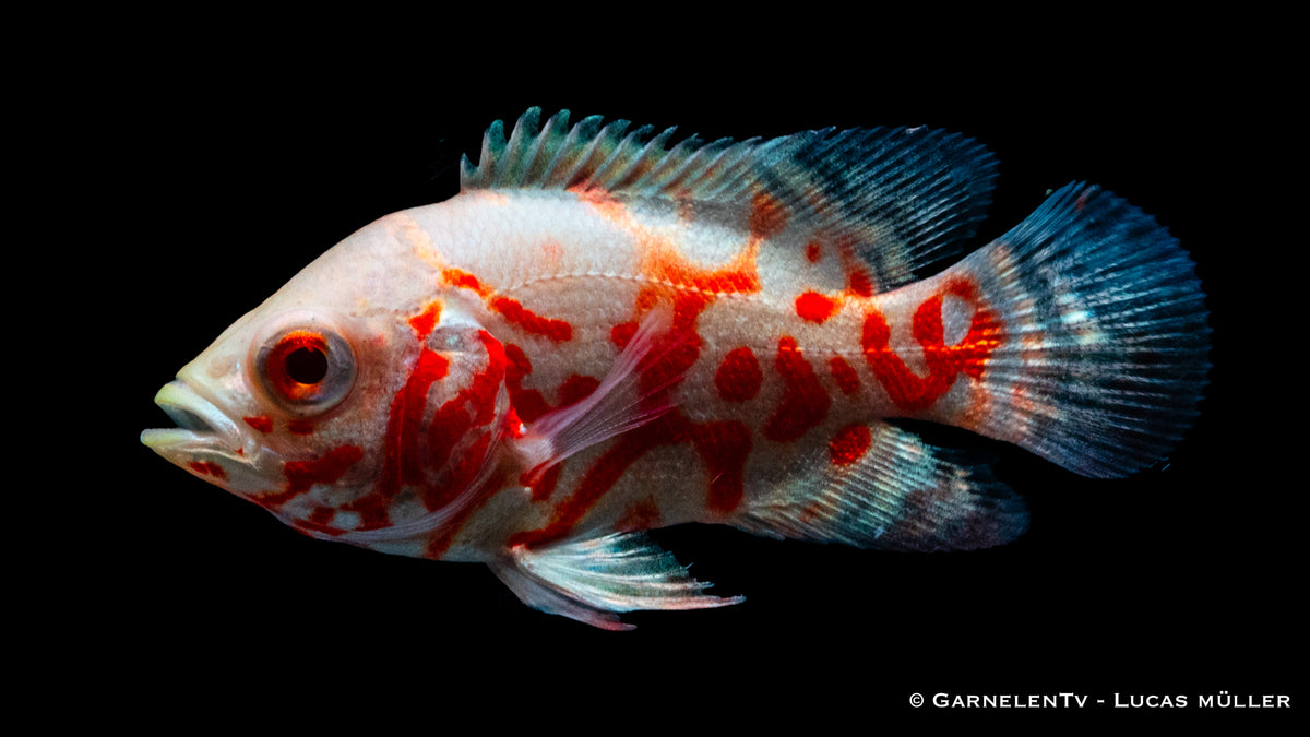 Pfauenaugenbuntbarsch albino Tiger - Astronotus ocellatus (4 cm)